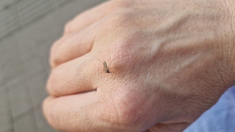 The Thaiger: пенсионер умер после укусов мошек в Таиланде