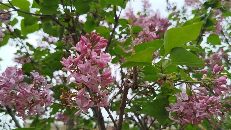 Мокрый снег с порывистым ветром прогнозируют синоптики 11 апреля на Кубани