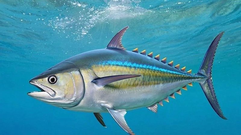 Огромное количество дохлой рыбы начало разлагаться в водоеме в Сочи