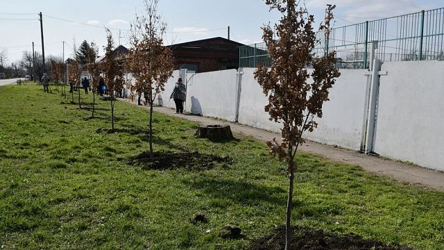 Акция «Краснодар - 10 тысяч деревьев» Фото: пресс-служба администрации Краснодара