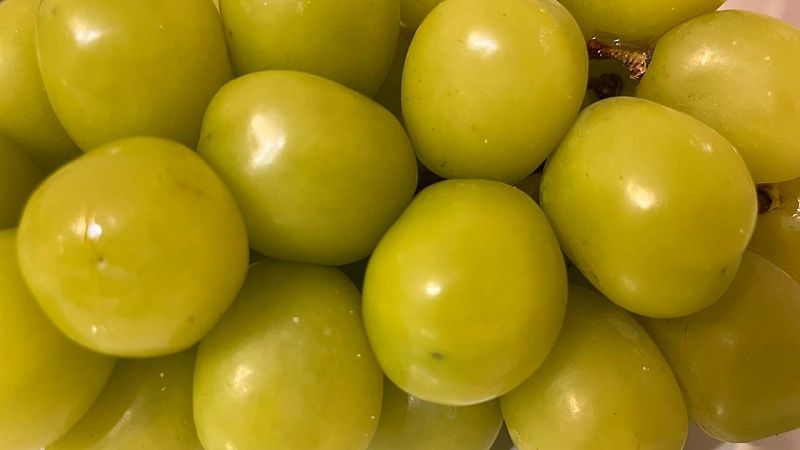 Россельхознадзор нашел вредителя в 22 тоннах турецкого винограда в порту Туапсе