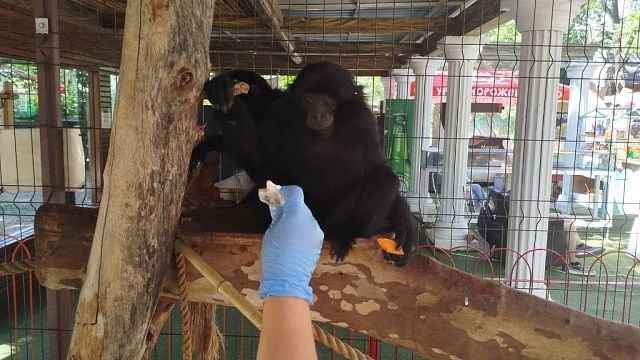 Накурившая орангутанга вейпом Лучкина получила предупреждение от ФБР