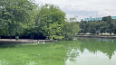 Полсотни толстолобиков выпустят в пруд Городского Сада Краснодара