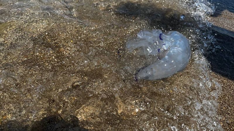 Медузы заполнили прибрежные воды Азовского моря