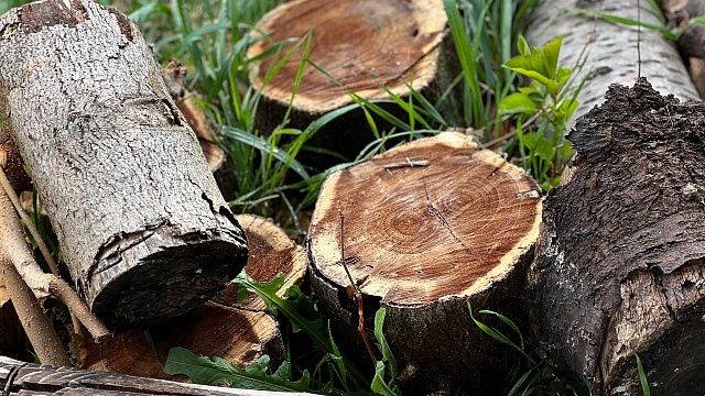 Появилось видео вырубки леса с краснокнижными животными в Подмосковье