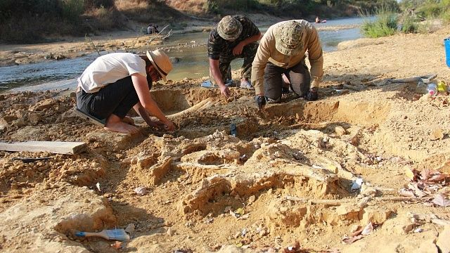 Останки молодого шерстистого мамонта нашли археологи в Абинском районе 