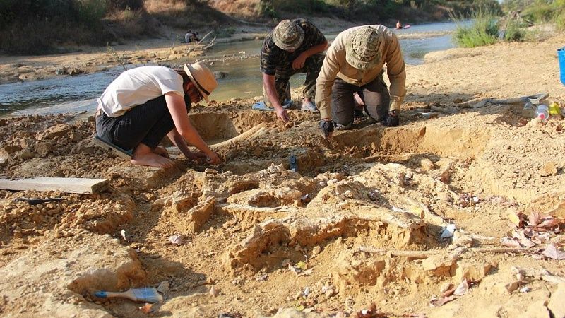 Останки молодого шерстистого мамонта нашли археологи в Абинском районе 