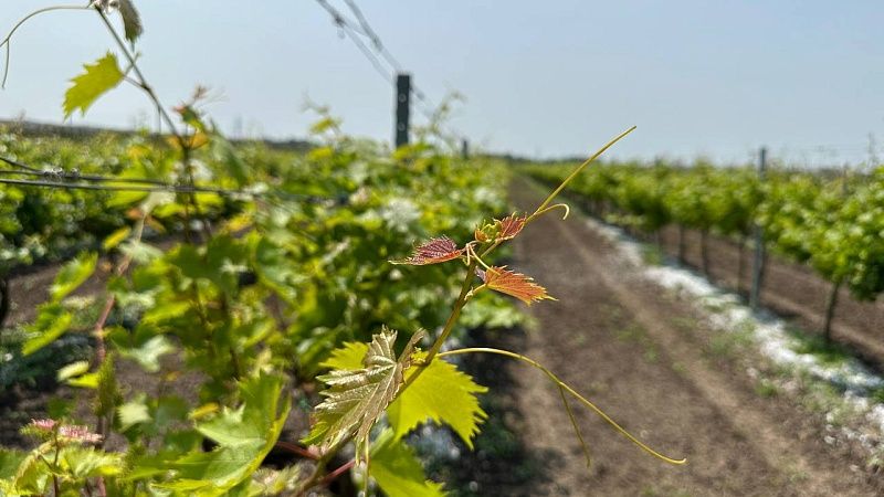 Суд сохранил от застройки 284 га виноградопригодных земель в Анапе