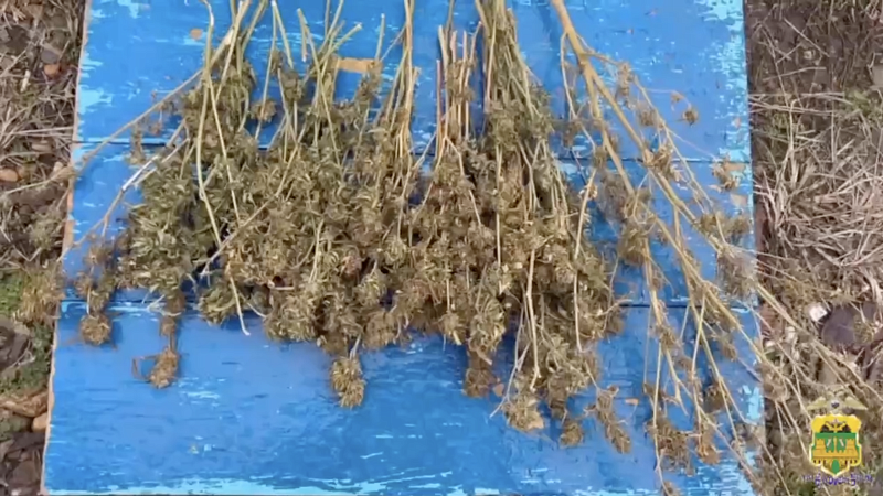 За хранение почти полкило наркотиков житель Кореновска может сесть на 10 лет