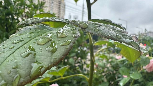 Сильные ливни с градом и грозой накроют 29 июня Кубань