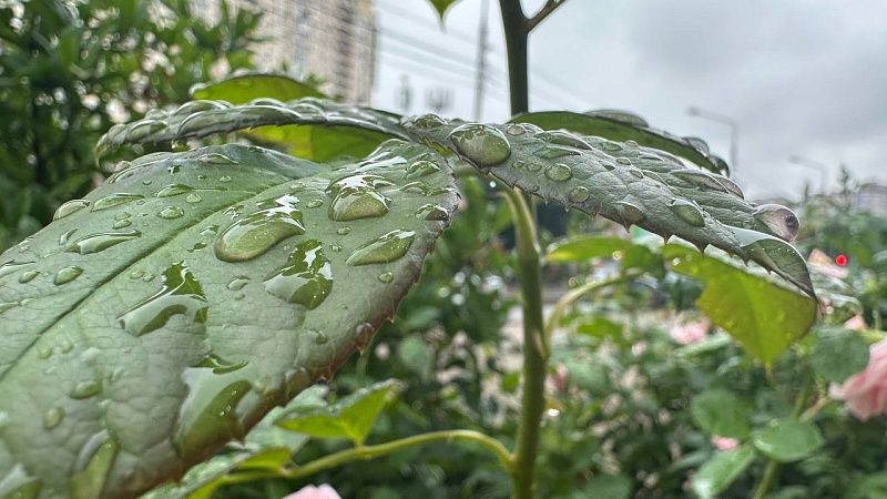 Сильные ливни с градом и грозой накроют 29 июня Кубань