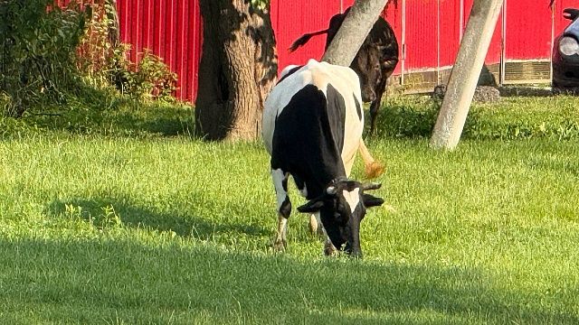 Тысячи животных под угрозой из-за вспышки нового штамма ящура в Китае