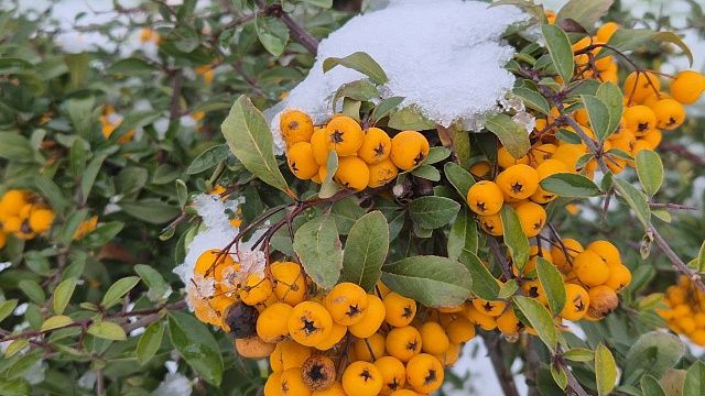 Мокрый снег, дождь и порывистый ветер ожидаются 30 декабря в Краснодаре