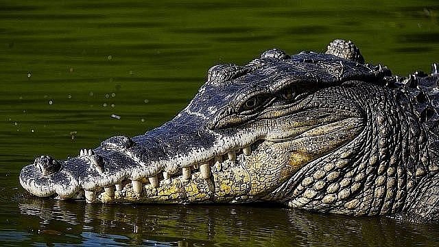 На видео попало нападение крокодила на мужчину в Индонезии