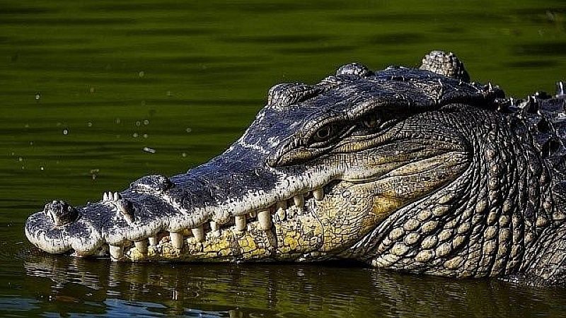 На видео попало нападение крокодила на мужчину в Индонезии