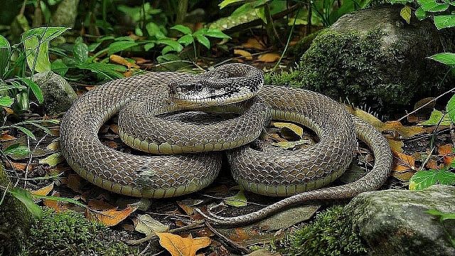 Пьяный мужчина откусил голову ядовитой змее и провел с ней ночь в Индии