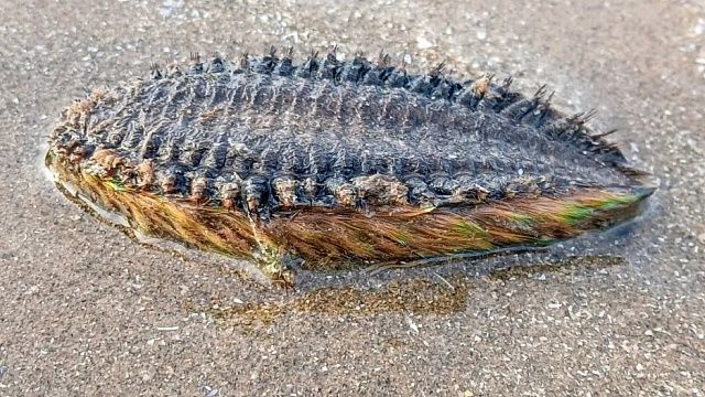 Фото: www.thesun.co.uk