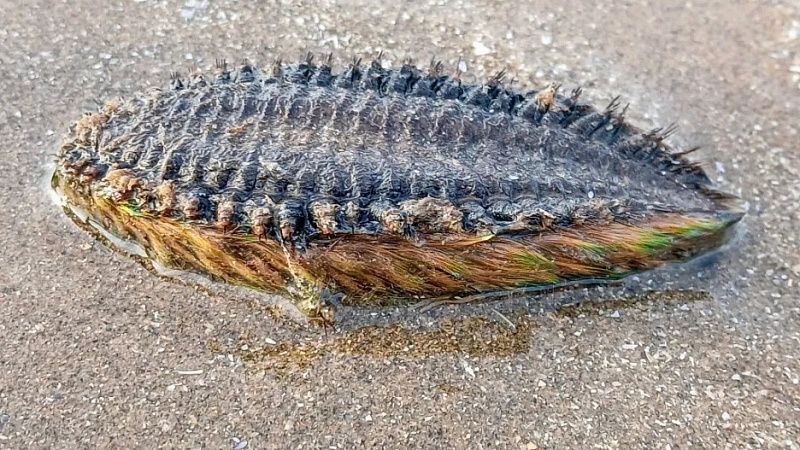 Необычного морского червя выбросило на берег Суффолка в Великобритании