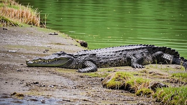 Крокодил проглотил целиком фермера в Индии 