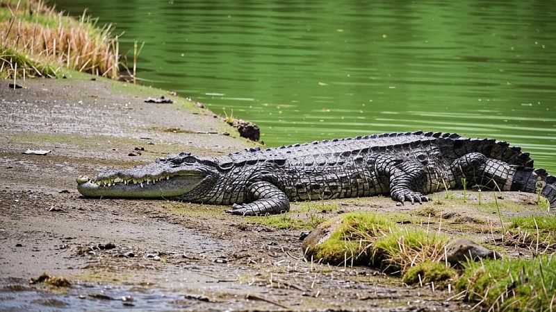 Крокодил проглотил целиком фермера в Индии 