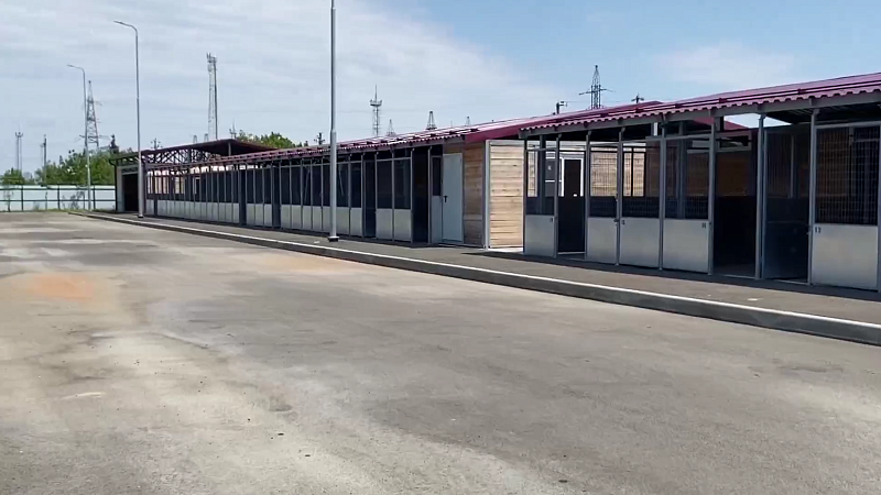 Полсотни безнадзорных собак отловили в начале августа в Краснодаре