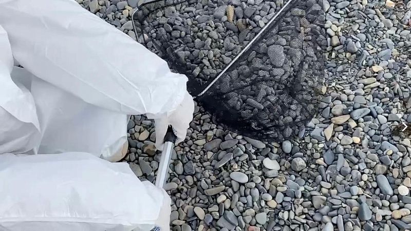 Орнитолог Юрий Лохман рассказал о причинах массовой гибели бакланов в Анапе 