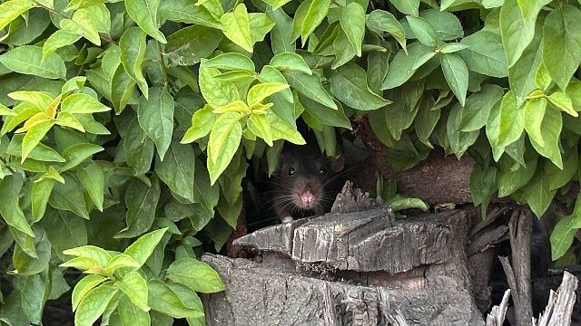 Фото: телеканал «Краснодар»