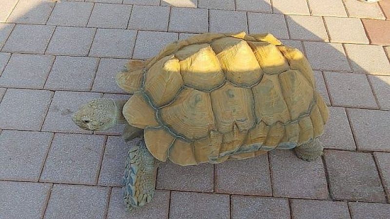 Обклеенную 30 живыми черепахами девушку задержали в аэропорту в Таиланде 