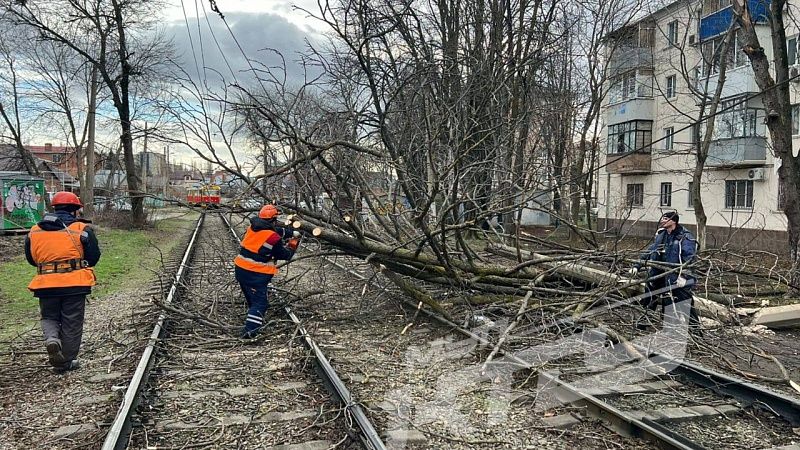 В Краснодаре движение трамваев остановилось из-за упавшего дерева