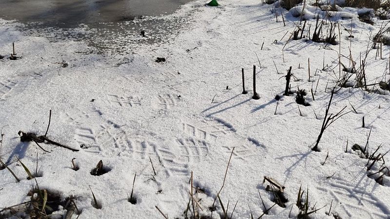 Тело мужчины в реке нашли жители станицы Журавской