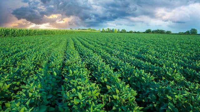 На Кубани соя отечественной селекции показывает высокую урожайность