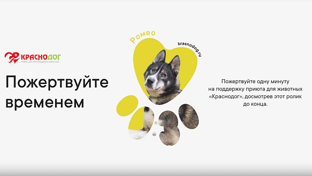 Россияне могут помочь приюту для животных «Краснодог» посмотрев видео на Рутубе