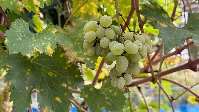 Сбор винограда для ледяного вина начался на Кубани
