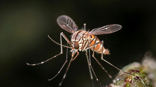 В Роспотребнадзоре рассказали, где есть риск заразиться вирусом чикунгунья