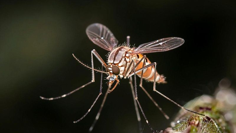 В Роспотребнадзоре рассказали, где есть риск заразиться вирусом чикунгунья