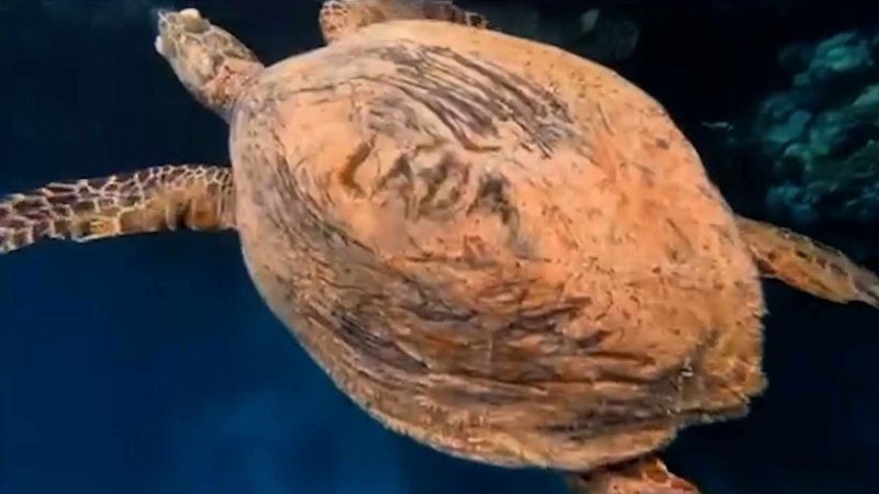 Турист из Чехии вырезал имя на панцире краснокнижной черепахи в Египте