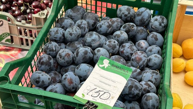 Полного самообеспечения фруктами можно добиться через 7-9 лет в России