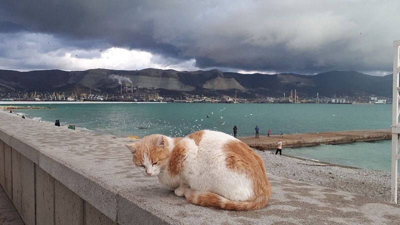 Швейцария ввела санкции на операции с аэропортами РФ и портом Новороссийска