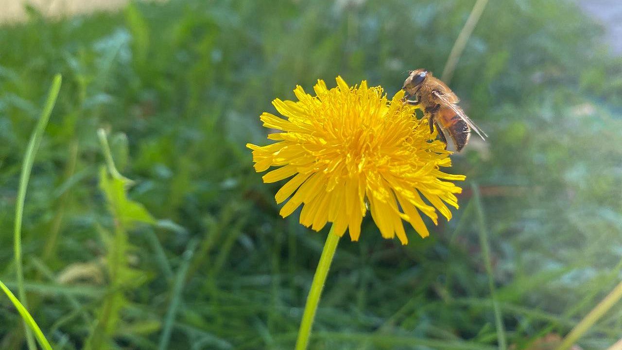 20 мая во всем мире отмечают день пчел. Фото: телеканал «Краснодар»