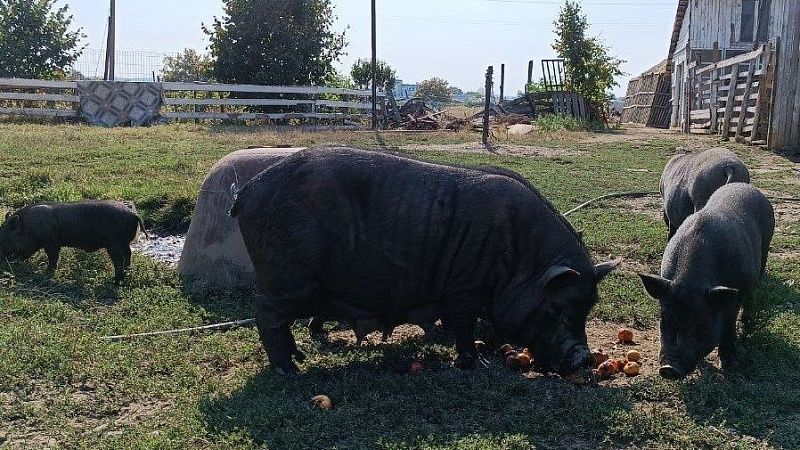 Откуда на Кубани африканская чума свиней? Рассказал доктор ветеринарных наук