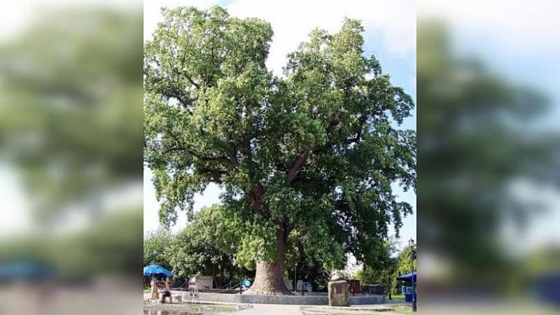 Дерево из Сочи участвует в онлайн-голосовании «Российское дерево года-2022»