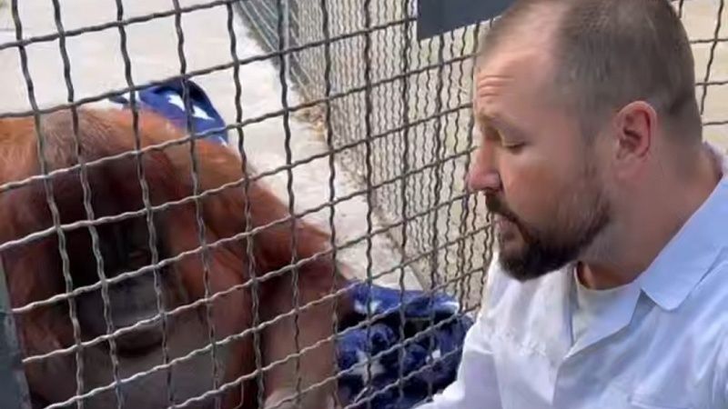 Орангутану из парка «Тайган» стало плохо после вейпа от студентки из Краснодара