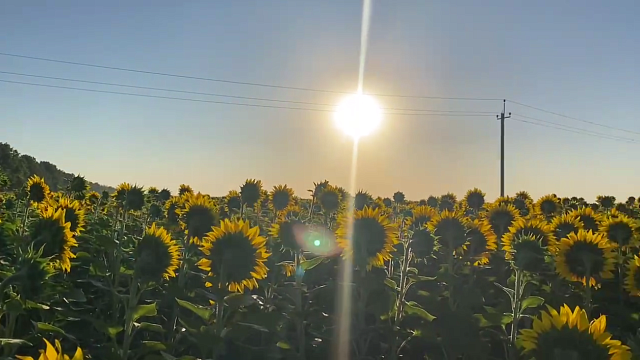 На Кубани началась уборка подсолнечника и кукурузы Фото: Телеканал «Краснодар»