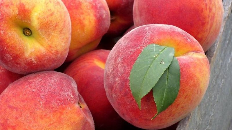 Партия заражённых саженцев персика уничтожена в Новороссийске из Турции