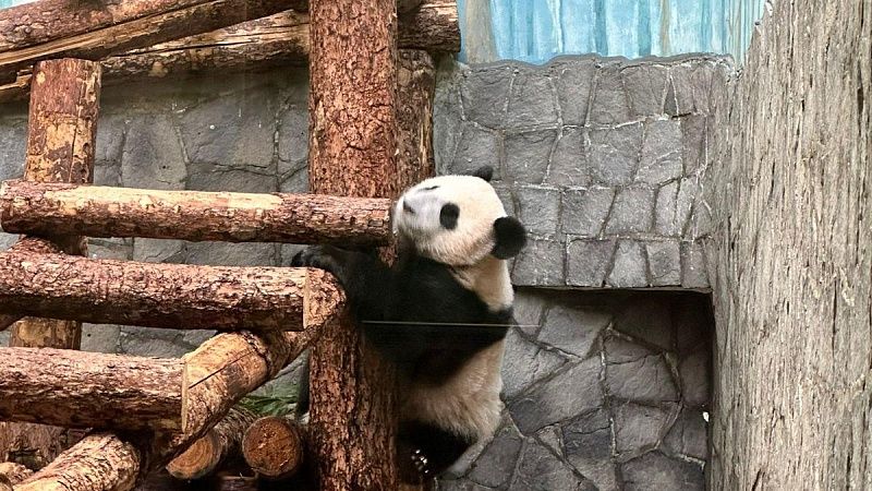Московский зоопарк хочет оставить у себя принадлежащую Китаю панду Катюшу 
