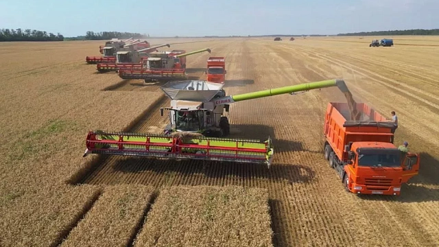 Краснодарские аграрии собрали свыше 90 тонн зерновых культур. Фото: телеканал «Краснодар» 