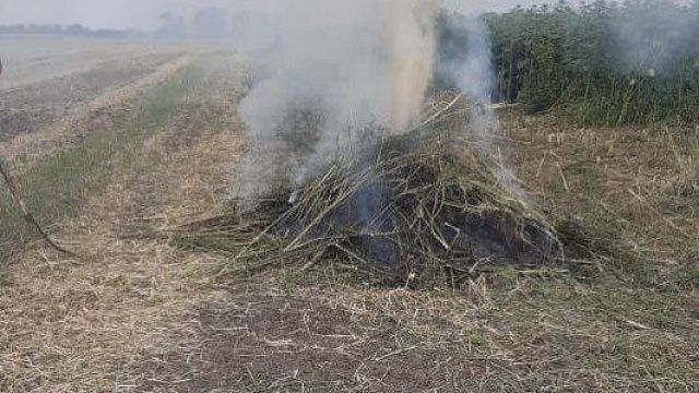Полиция Кубани обнаружила и сожгла 5 тысяч кустов конопли