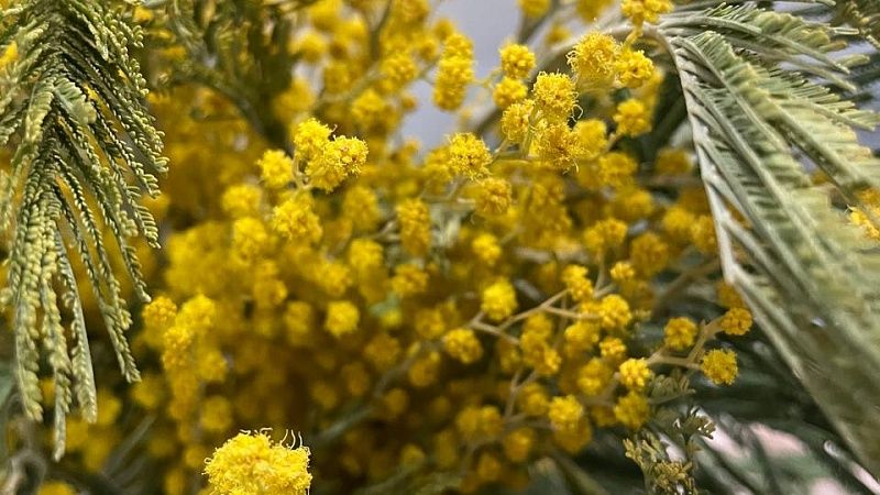 Пятилетний рекорд по поставкам мимозы зафиксировали таможенники МАПП Адлер
