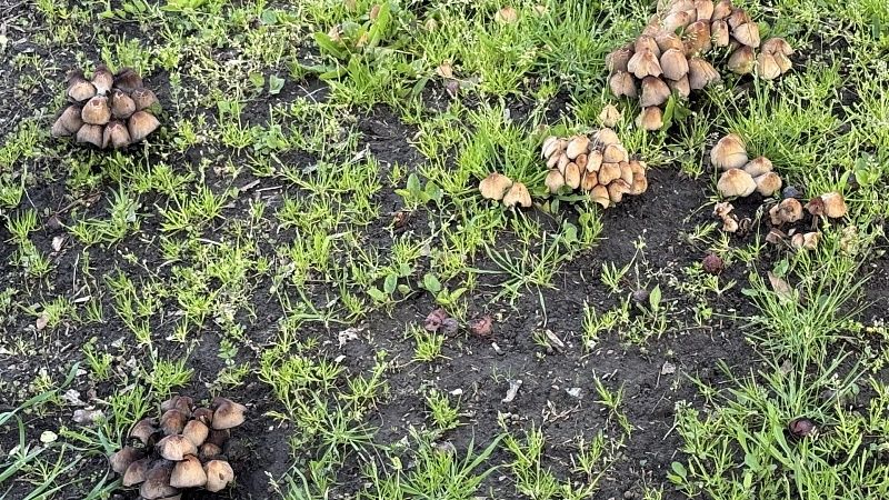 Сезон весенних грибов начался в Подмосковье 