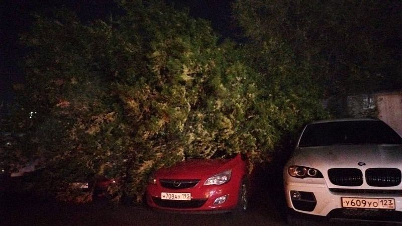 Очевидцы сняли видео с рухнувшими на лавочку и авто деревьями в Краснодаре